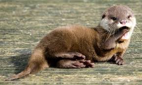 Image result for Otters Old Time Dance Club
