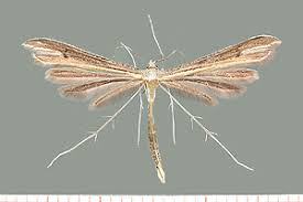 Attēlu rezultāti vaicājumam “Stenoptilia pterodactyla”