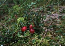 Attēlu rezultāti vaicājumam “Oxycoccus palustris”