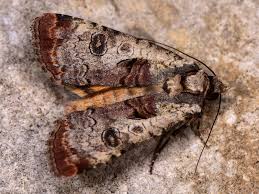 Attēlu rezultāti vaicājumam “Panolis umbra”