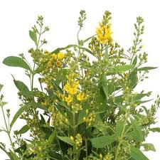 Attēlu rezultāti vaicājumam “Lysimachia vulgaris”