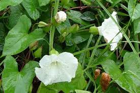 Attēlu rezultāti vaicājumam “Calystegia inflata leaf”