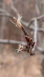 Attēlu rezultāti vaicājumam “Quercus rubra bud”