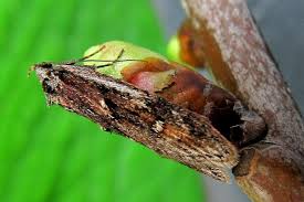 Attēlu rezultāti vaicājumam “Semioscopis oculella”