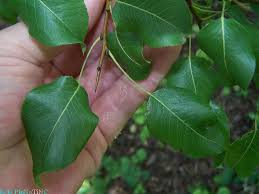 Attēlu rezultāti vaicājumam “Pyrus pyraster leaf”