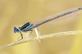 Attēlu rezultāti vaicājumam “Platycnemis pennipes male”