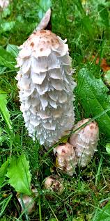 Attēlu rezultāti vaicājumam “Coprinus comatus”