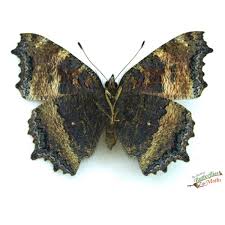 Attēlu rezultāti vaicājumam “Nymphalis xanthomelas upperside”