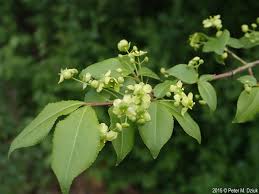 Attēlu rezultāti vaicājumam “Euonymus flower”