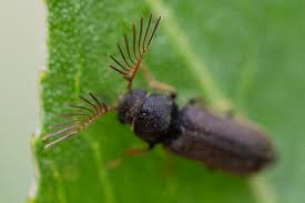 Attēlu rezultāti vaicājumam “Priobium carpini”