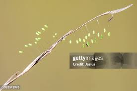 Attēlu rezultāti vaicājumam “Chrysopa eggs”