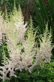 Attēlu rezultāti vaicājumam “Astilbe chinensis bud”