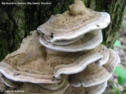 Attēlu rezultāti vaicājumam “Bjerkandera fumosa”