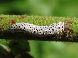 Attēlu rezultāti vaicājumam “Tenthredo scrophulariae larva”