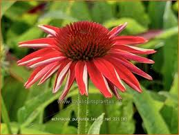 Image result for roter Sonnenhut