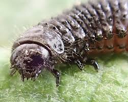 Attēlu rezultāti vaicājumam “Gonioctena”