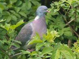 Image result for Columba palumbus