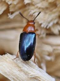 Attēlu rezultāti vaicājumam “Triplax aenea”