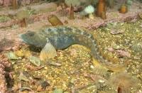 Image result for Zoarces americanus