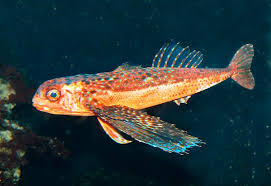 Image result for Dactylopterus volitans