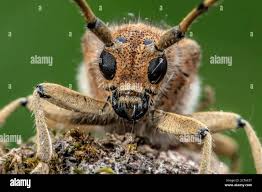 Attēlu rezultāti vaicājumam “Saperda carcharias”