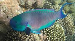 Image result for Chlorurus gibbus