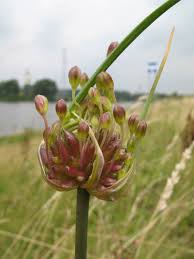 Attēlu rezultāti vaicājumam “Allium oleraceum flower”