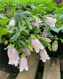 Image result for Campanula rapunculus