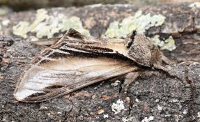 Attēlu rezultāti vaicājumam “Pheosia tremula”