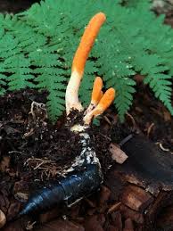 Attēlu rezultāti vaicājumam “Cordyceps polyarthra”