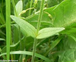 Attēlu rezultāti vaicājumam “Cerastium holosteoides”