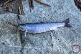 Image result for Salvelinus malma