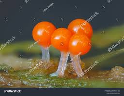 Attēlu rezultāti vaicājumam “Trichia sp.”