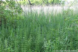 Attēlu rezultāti vaicājumam “Equisetum fluviatile”