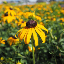 Image result for Rudbeckia fulgida