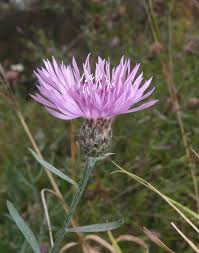 Attēlu rezultāti vaicājumam “Centaurea stoebe”