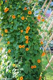 Image result for schwarzäugige Susanne