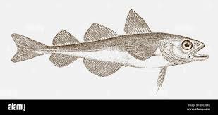 Image result for Boreogadus saida