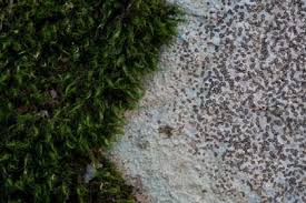 Attēlu rezultāti vaicājumam “Paraleucobryum longifolium sporophyte”