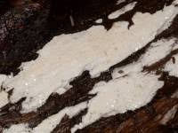 Attēlu rezultāti vaicājumam “Ceriporia viridans”