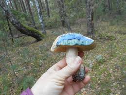Attēlu rezultāti vaicājumam “Gyroporus cyanescens”