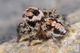 Attēlu rezultāti vaicājumam “Aelurillus v-insignitus”