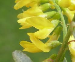 Attēlu rezultāti vaicājumam “Melilotus”