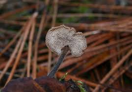 Attēlu rezultāti vaicājumam “Auriscalpium vulgare”