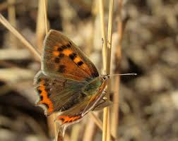 Attēlu rezultāti vaicājumam “Lycaena phlaeas male”