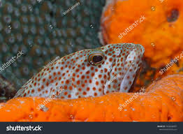 Image result for Epinephelus guttatus