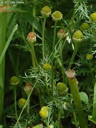 Attēlu rezultāti vaicājumam “Matricaria discoidea flower”