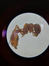 Attēlu rezultāti vaicājumam “Myrmica rubra”