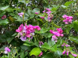 Attēlu rezultāti vaicājumam “Dipogon sp.”