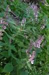 <b>Stachys</b> rigida